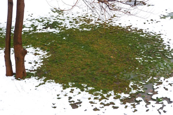 Πράσινο Γρασίδι Που Περιβάλλεται Από Χιόνι — Φωτογραφία Αρχείου