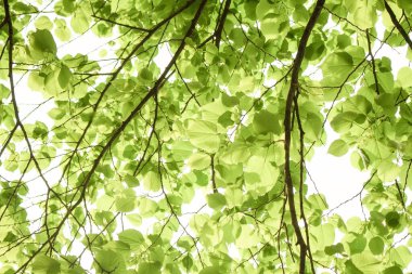 Güzel bir foliage geçmişi var. Yeşil yapraklı ağaç dalları.