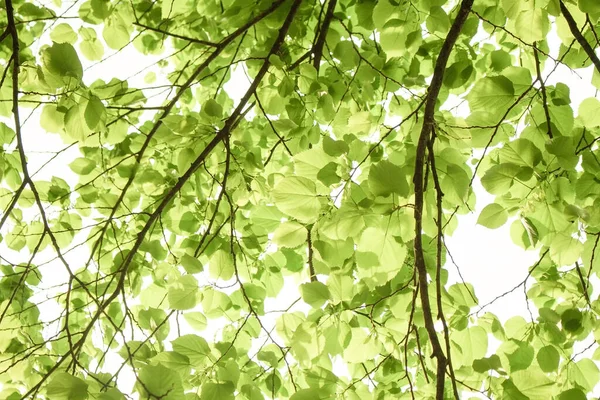 Beautiful folliage background. Tree branches with green leaves.