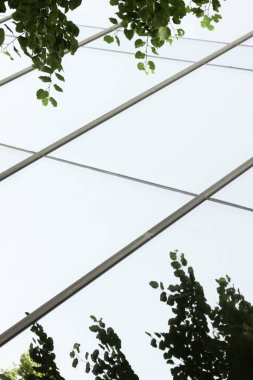 Ağaç dalı yansıması olan modern cam bina..