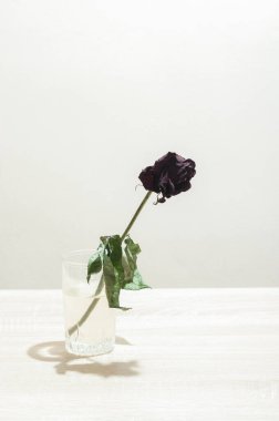 Bir bardak suda tek bir ölü gül. Kuru bir gülün en az canlı görüntüsü.