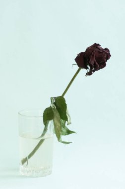 Bir bardak suda ölü bir gül ile minimum yaşam görüntüsü.