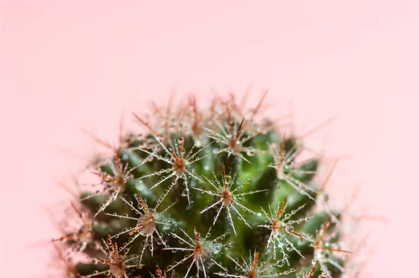 Close Image Cactus Pink Background — Stock Photo, Image
