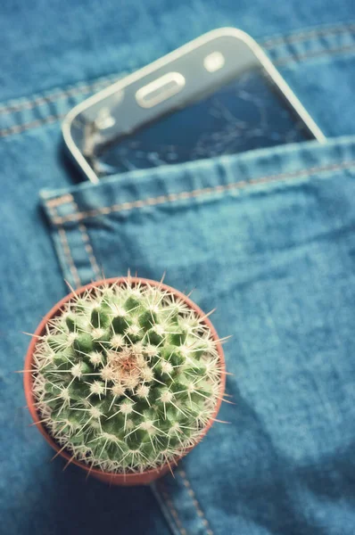 Minimales Konzeptlayout Eines Kaktus Auf Unscharfer Jeanshose — Stockfoto