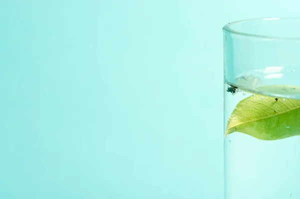 Minimal still life concept dry leaf in a glass of water.