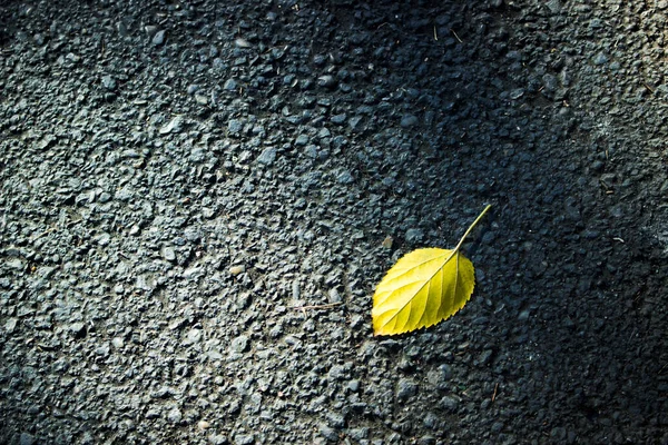 Imagen Mínima Naturaleza Muerta Una Hoja Amarilla Camino —  Fotos de Stock