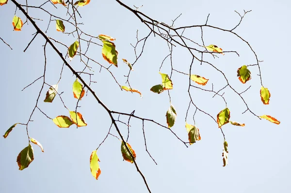 Schönes Laub Herbstwald — Stockfoto