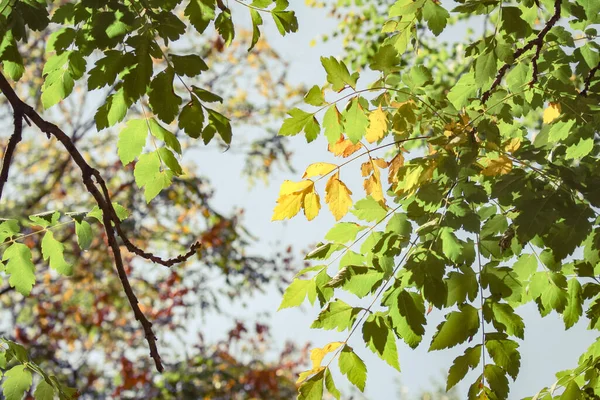 秋天森林里美丽的树叶 — 图库照片