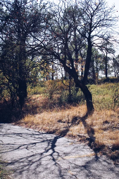 Vista Uma Árvore Uma Floresta Outono — Fotografia de Stock