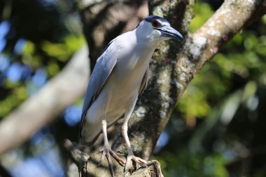Siyah taçlı gece balıkçıl