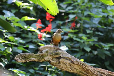 Kızıl karınlı ardıç kuşu