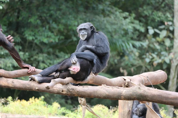 Chimpanzee family — Stock Photo, Image