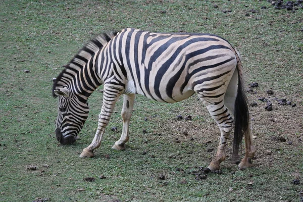 Zebra jedzenia trawy — Zdjęcie stockowe