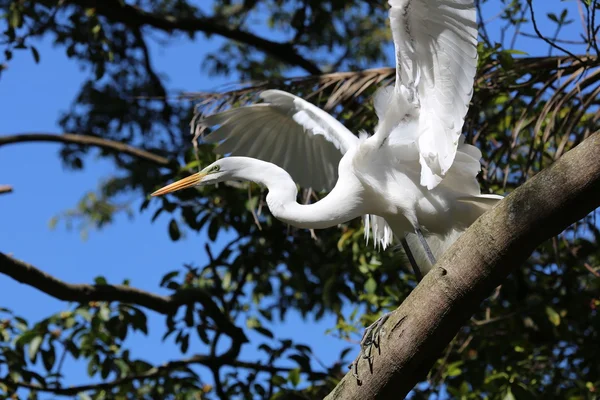 Garza blanca con alas abiertas —  Fotos de Stock