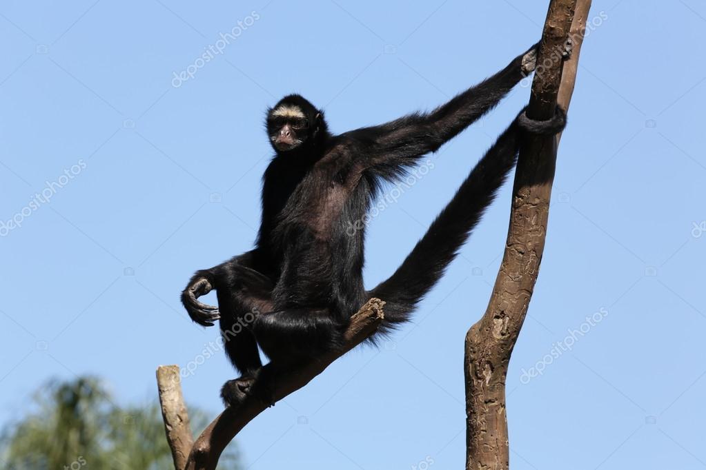White Face Spider Monkey Stock Photo by ©joelfotos 12408293