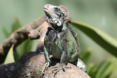 iguana kuru dal üzerinde