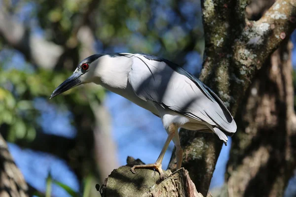 Svartkrönt natt heron — Stockfoto