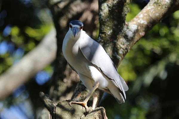 Schwarzkronenreiher — Stockfoto