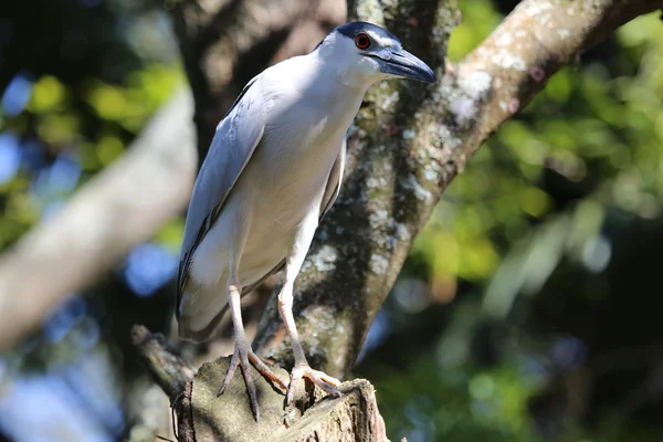 Schwarzkronenreiher — Stockfoto