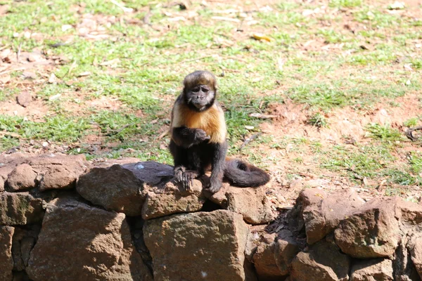 Capuchinho de peito amarelo — Fotografia de Stock