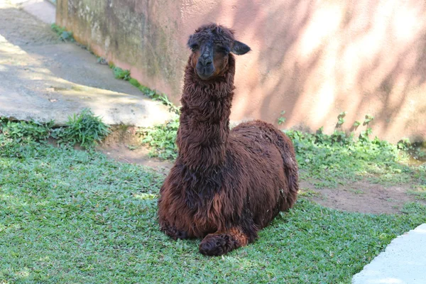 Brown alpaca — Stock Photo, Image