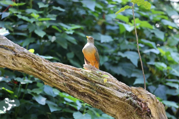 Rufous білочеревий дроздів — стокове фото