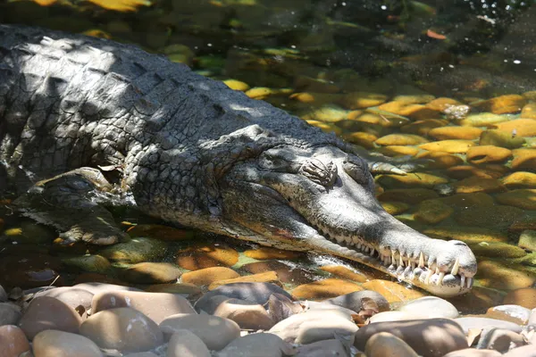 Alligator sleeping — Stock Photo, Image