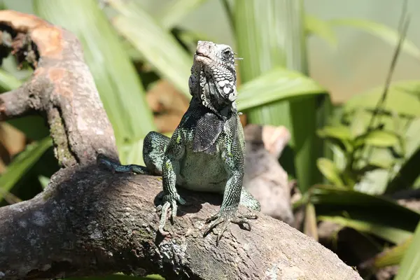 Iguana na suchej gałęzi — Zdjęcie stockowe