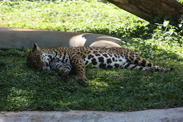 Uyku jaguar — Stok fotoğraf