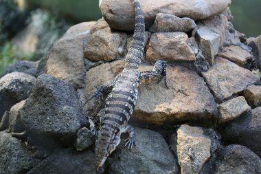 tegu kertenkele