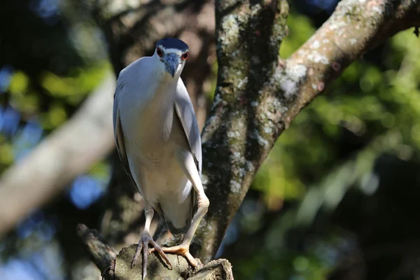 คืนมงกุฎสีดํา Heron — ภาพถ่ายสต็อก