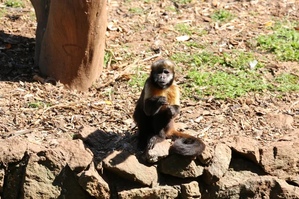 Capuchinho de peito amarelo — Fotografia de Stock