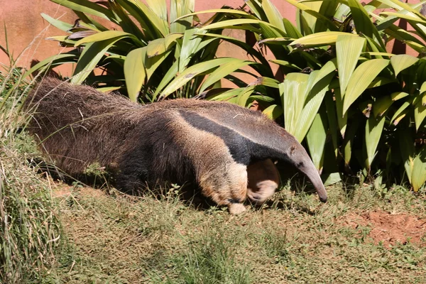 Прапор tamandua — стокове фото