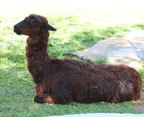 Brown alpaca profile — Stock Photo, Image