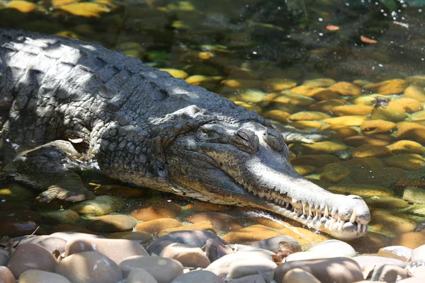 Tomistoma schlegelii — стокове фото