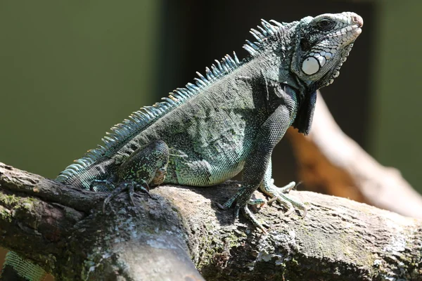 Iguana — Stock Photo, Image