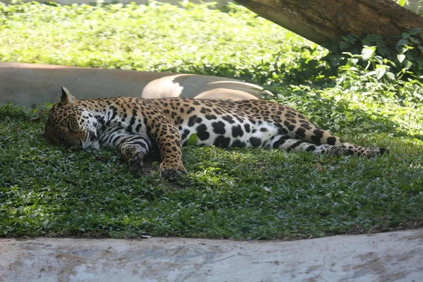 Ягуар лежит в тени — стоковое фото