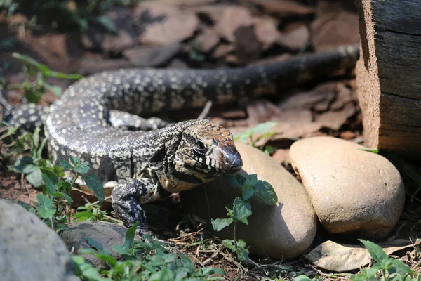 Tegu lizard — Stock Photo, Image