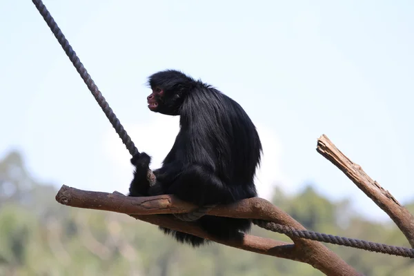 White Face Spider Monkey Stock Photo by ©joelfotos 12408293
