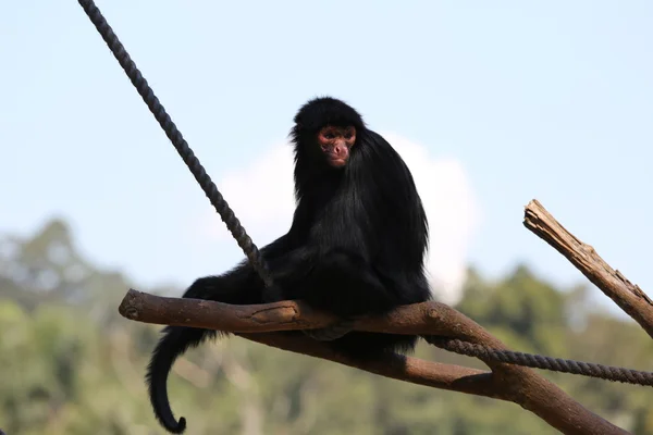 White Face Spider Monkey Stock Photo by ©joelfotos 12408293