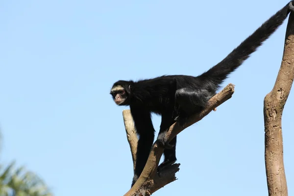 Spider monkey tvář červená — Stock fotografie