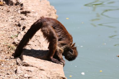 maymun caiarara siyah yüz