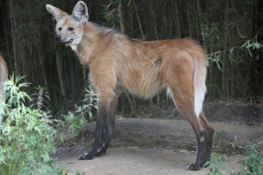 Maned wolf profile clipart