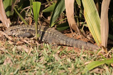 Binturongun doğal yaşam ortamı içinde tegu kertenkele