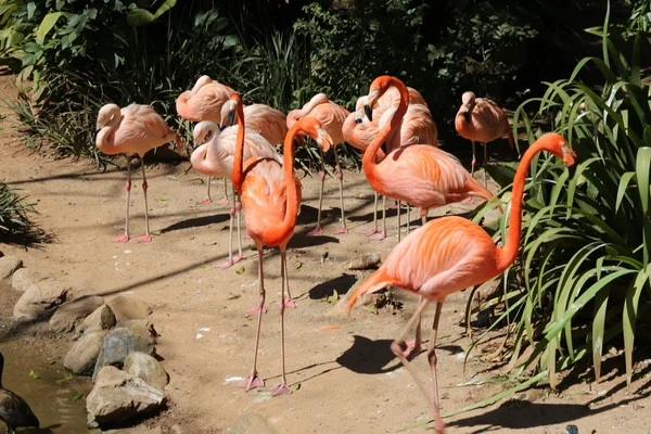 Flamingo's in lake — Stockfoto