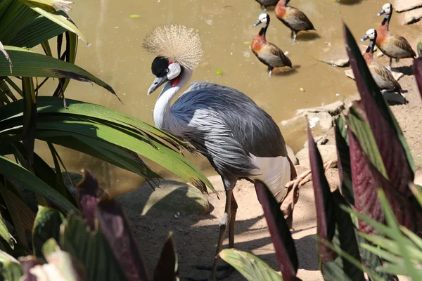 Crowned crane — Stock Photo, Image