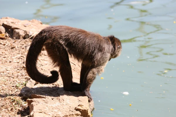 Macaco Caiarara cara preta — Fotografia de Stock