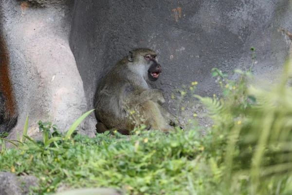 노란 원숭이 — 스톡 사진