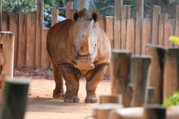 Rinoceronte macho de branco —  Fotos de Stock