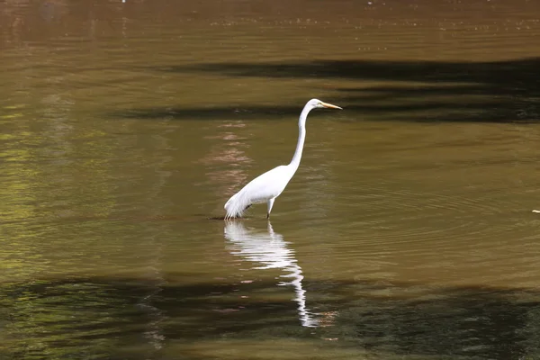 Біла чапля, що ходить по воді — стокове фото